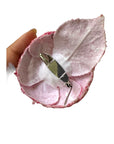 Chanel Camellia Flower Brooch in Pink Fabric